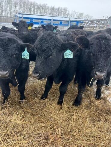 корова дойный: Сатам | Уй (ургаачы), Бука (эркек), Кунаажын | Ангус, Герефорд, Голштин | Бордоп семиртүү үчүн, Союуга, Көбөйтүү үчүн | Асыл тукумдуу