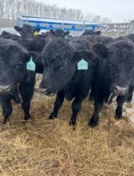 корова молоко литор 10: Продаю | Бык (самец), Тёлка, Музоо, торпок | Голштин, Аулиекольская, Ангус | На забой, Для разведения, Для молока | Племенные