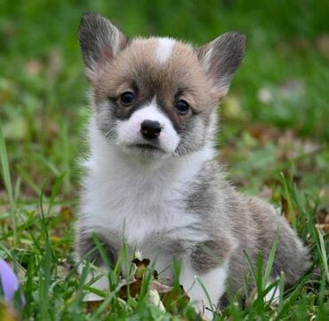 Psi: Velški korgi Welsh Corgi Pembroke Odgajivačnica Royal Ramonda FCI — 4