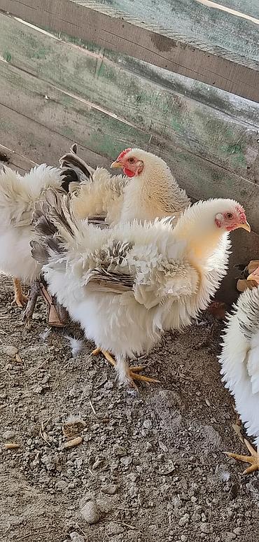 Куры, петухи: Продаю | Куры | Для разведения — 1