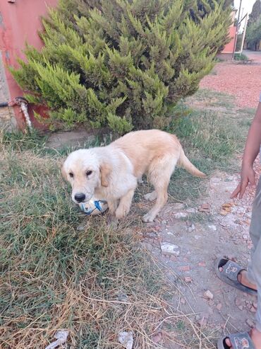 it bala: Labrador-retriver, 8 ay, Dişi, Ünvandan götürmə, Pulsuz çatdırılma, Rayonlara çatdırılma