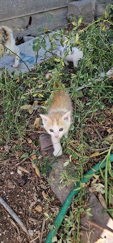 Мышыктар сатылат: Кошку с иремя котятами в добрые руки. Срочно Писать в профиль — 1