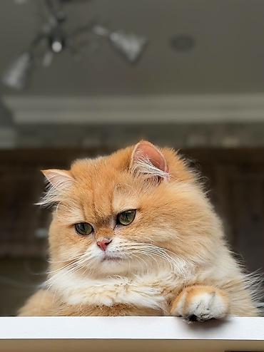 Pişiklər: Qızıl şinşilla, Dişi — 7