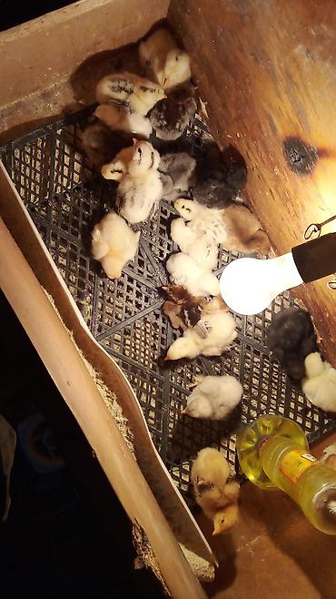 Куры, петухи: Продаю | Цыплята | Для разведения — 18