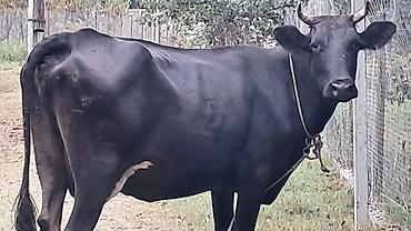 pitpul balası: Ikinci qarına doğub 1 aylıq süni mayalanmadan olan çves balası yanında — 4