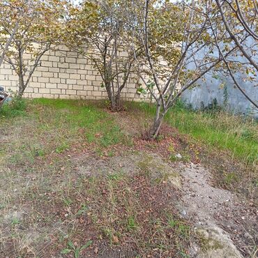 Torpaq sahələrinin satışı: 24 sot, Kənd təsərrüfatı -da lalafo.az — 7 Torpaq sahələrinin satışı: 24 sot, Kənd təsərrüfatı — 7