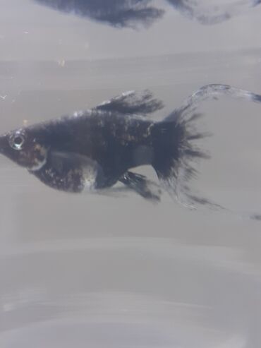 Balıqlar: Molinezi, Sülhsevər -da lalafo.az — 6 Balıqlar: Molinezi, Sülhsevər — 6