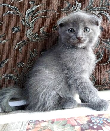 кот британский: Вислоухие котята Fold, Британский характер, возраст 1 месяц,2 девочки