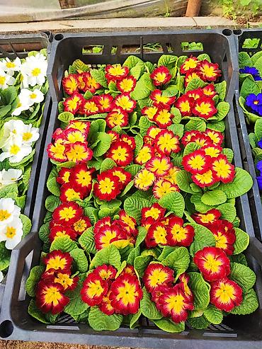 Şitillər: 🌹Primula gülü əsil qış üçün soyuğa və şaxtaya dözümlü bəzədilmə gülü — 7