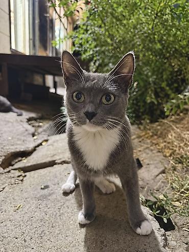 котики: Мама-кошка и два малыша ищут дом🙏🏻🥺 Эта маленькая семья сейчас живёт — 3