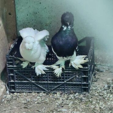 Toyuqlar: Toyuq, Damazlıq — 7