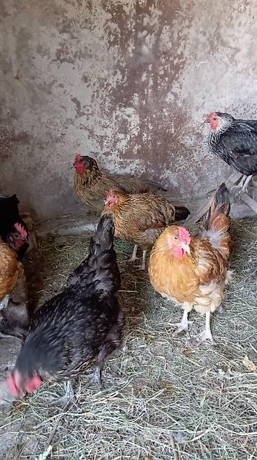 сливы пантера коттедж: Продаю | Куры | Несушки — 4