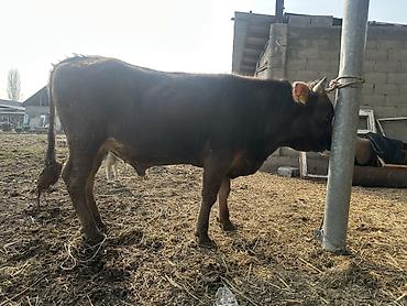Коровы, быки: Продаю | Бык (самец) | На откорм | Привязанные — 4