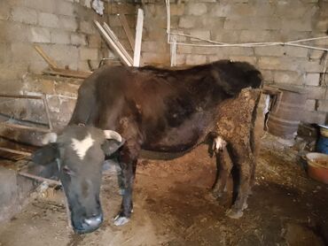 simmental ineklerin satisi: Erkək, il: 1, Südlük