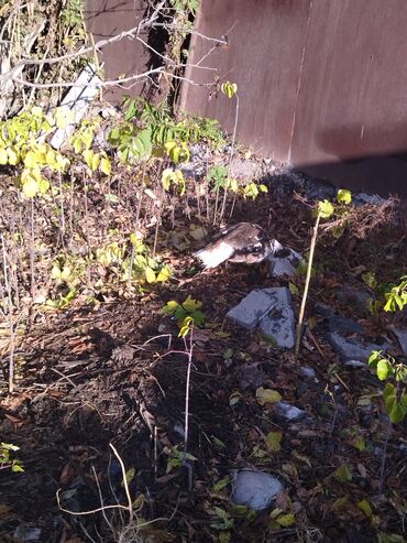 домик для кошки на улицу: Селезни крупные подойдут на племя и на мясо. Индоутки крупные