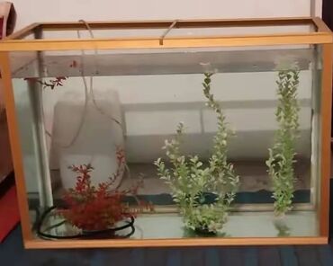 akvarium filter: Dördbucaq akvarium, Boş, 120 l, Ödənişli çatdırılma