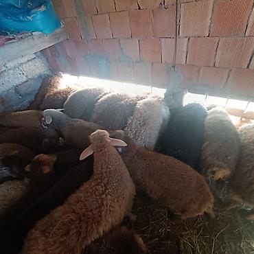 Qoyunlar, qoçlar: Salam aleyküm quzlar 220 mantdan 350 manata kimi qiymeti deyişir — 7