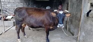 rus inekleri: Самка, Simental, лет: 5, Для молока, Самовывоз