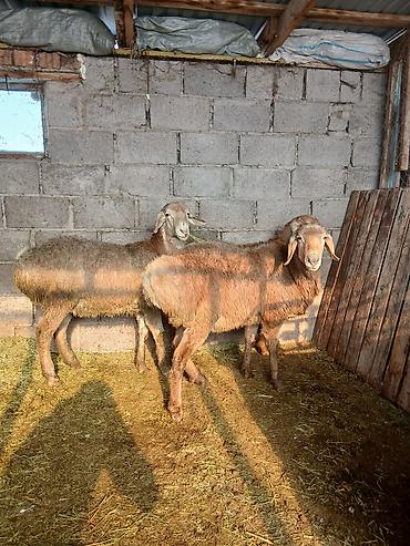 Баран, овца: Продаю | Овца (самка) | Для разведения — 6