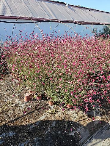 каллы цветы: Гаура (Gaura lindheimeri) в горшке. - Многолетний кустарниковый — 2