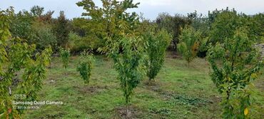 quba qecresh kiraye ev: 8 sot, Tikinti, Mülkiyyətçi, Kupça (Çıxarış)
