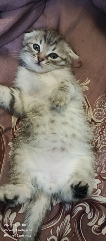 Pişiklər: Şotland — 6