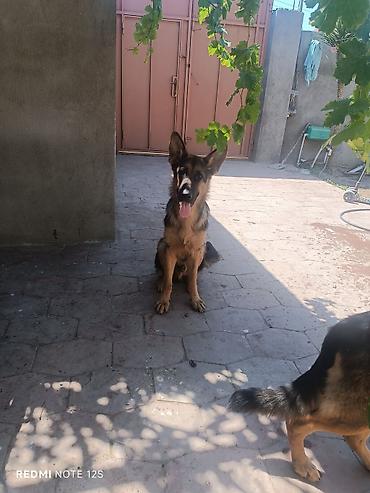 afcarka qiymeti: Alman çoban iti, 7 ay, Erkək, Sənədli, Ünvandan götürmə — 1