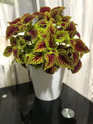 среди тысячи слов: Цветы сорт «колеус»