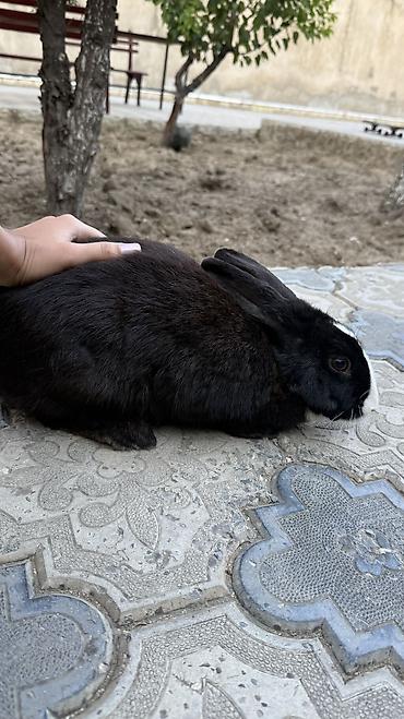kirpi heyvan: Saglam, qara heyet dovşani 🐰 — 2