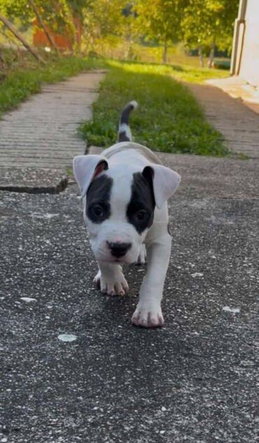 Psi: U ponudi prelepi stenci americkog staforda 2 zenke i 1 muzijak na lalafo.rs — 3 Psi: U ponudi prelepi stenci americkog staforda 2 zenke i 1 muzijak — 3