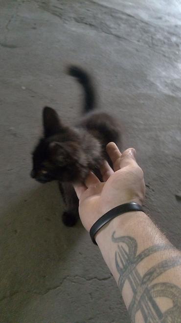 Кошки: Котята домашние, ручные Описание: - Три очаровательных котенка разной — 3