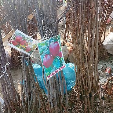 Яблоня: Саженцы плодовых культур — ассортимент сортов Предлагаются саженцы — 22