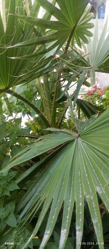 palma satisi: Vaşinqton palmasi 3 cu ilidi vaxdi vaxtında quluq olunub qiymət 700