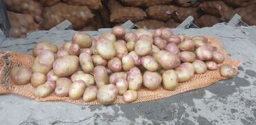 семена экспорсет: Пикассо! Продаю картошку сорт пикассо 2022год ( 1 ) репродукция at lalafo.kg семена экспорсет: Пикассо! Продаю картошку сорт пикассо 2022год ( 1 ) репродукция