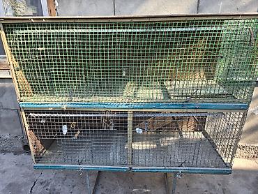 жугон ээр: Продаю огромную клетку для птиц. Длина - 1м 40см.,Глубина - 50 — 2