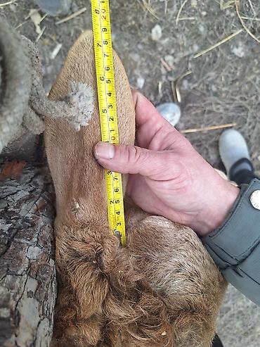 Баран, овца: Продаю | Баран (самец) | Для разведения — 10