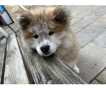 heyvanlar itler: Akita-inu, 3 ay, Erkək, Pulsuz çatdırılma — 3