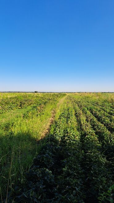 куплю продаж: 150 соток, Для бизнеса