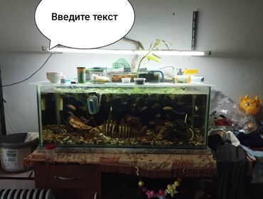 Аквариумы: Продается Аквариум с рыбками и оборудованием 

толщина стекла 8мм