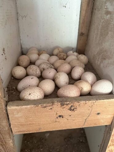 yumurta: Dişi, Kanada, Yumurtalıq