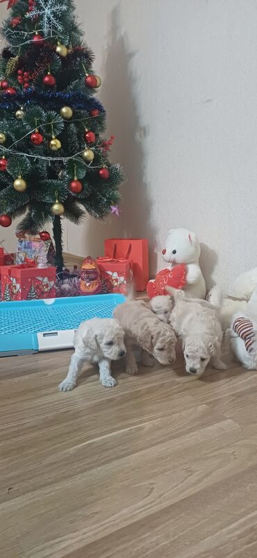 İtlər: Pudel, Dişi, Peyvəndli, Ödənişli çatdırılma — 8