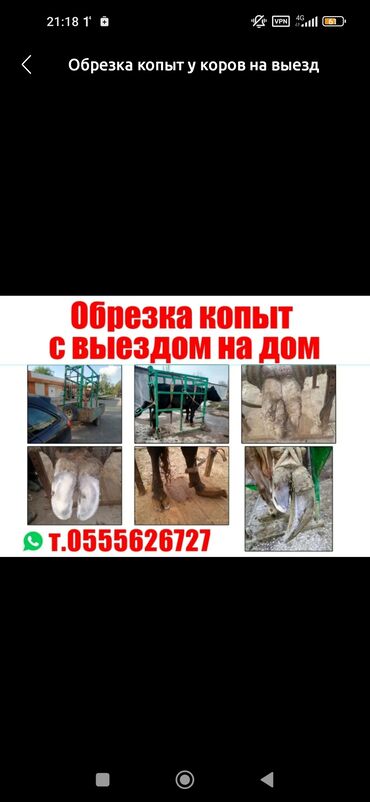 ветеринары на выезд: Услуги ветеринара