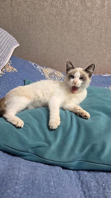 Находка и пропажа кошек: Котёнок-мальчик, примерно 3 месяца. Порода: предполагаемый рэгдолл — 4