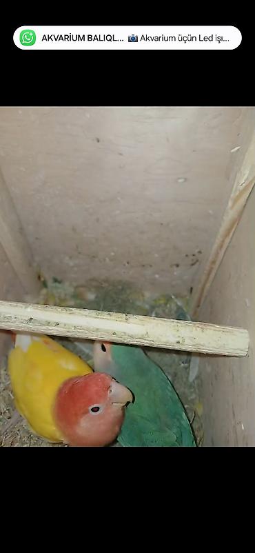 Digər quş: Məhsul: Cüt sevda quşları (lovebird) Təsvir: - Bir-birinə uyğun cüt — 8