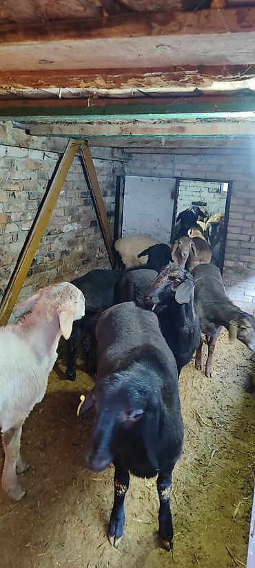 Баран, овца: Продаю | Баран (самец) | Гиссарская | На забой | Племенные — 7