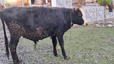 Inəklər, öküzlər: Iki baş erkək dana satılır — 4