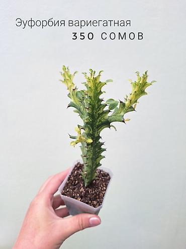 Бөлмө өсүмдүктөрү: 💚 Комнатные растения (детки/молодые растения). 🪴 Названия и цены — 10