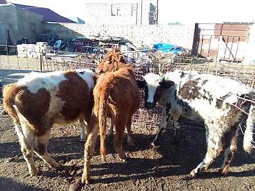 Dana, buzov: Dana, buzov, Dişi, ay: 1, 100 kq, Ətlik, Ünvandan götürmə, Ödənişli çatdırılma — 16