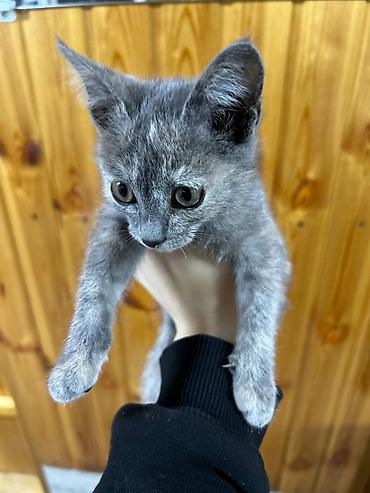 серая кошка: Кошка даром: Беспородная, 2 месяца, Мальчик — 2