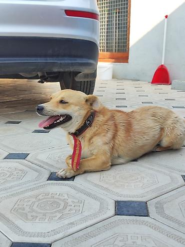 çoban iti adları: 11 ay, Dişi, Pulsuz çatdırılma — 6